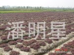 供应红景天三七景天德国景天八宝景天鼠尾蓝叶景天