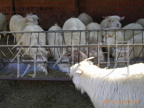 供应肉用、养殖白色山羊、羊羔