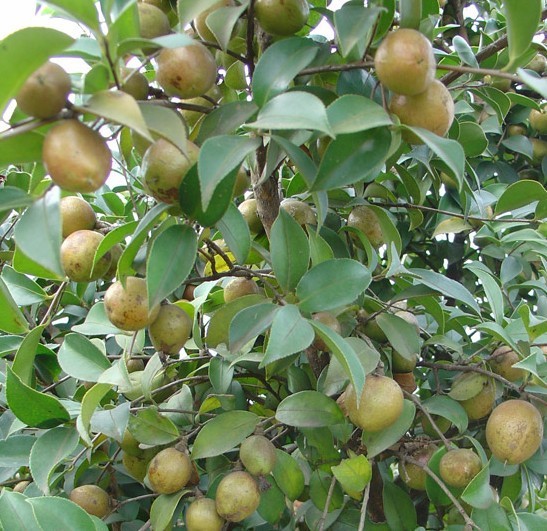 产地批发纯天然山茶籽 野山茶籽 油茶籽茶油籽