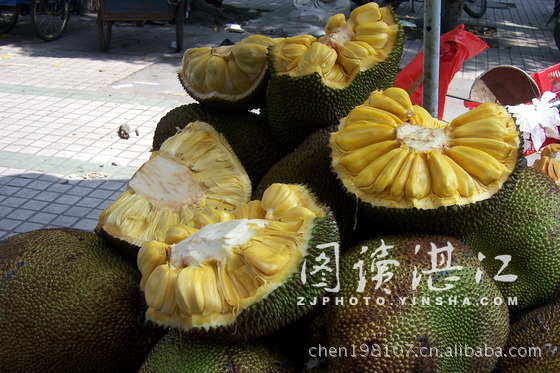 供应菠萝蜜,湛江树菠萝,木菠萝,包萝