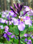 大量供应水生植物  花菖蒲 