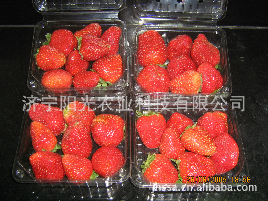 专业供应反季节出口草莓