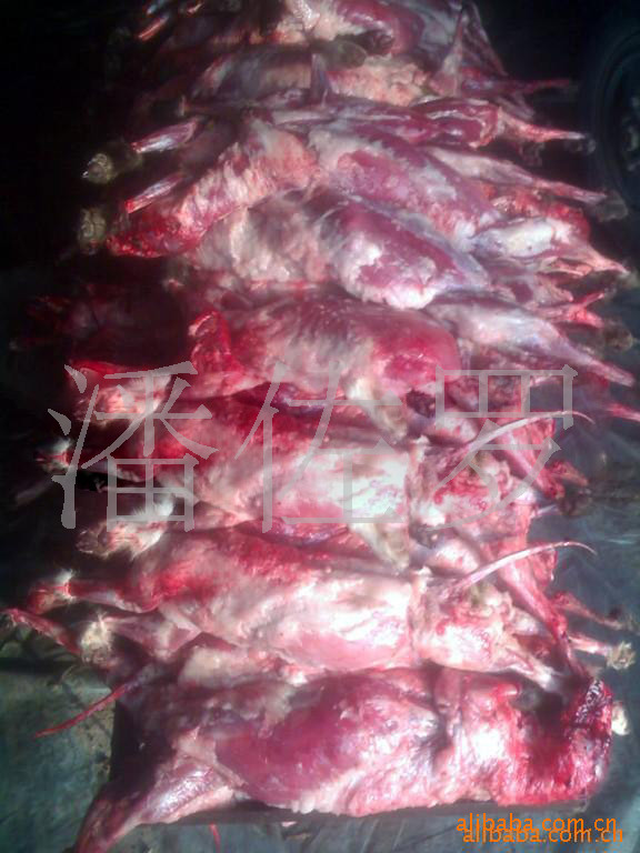 冰冻,常年供应】厂家直销 狐狸分割肉 貉子肉、