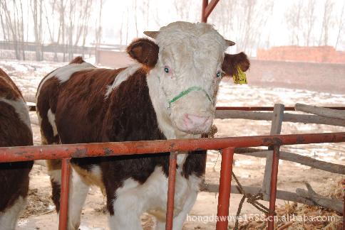 改良肉牛養殖 供雜交牛 改良肉牛5000頭 免費提供全面養殖技術