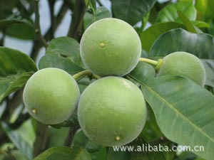 化州橘红 橘红树苗 橘红树 价格最低 品种最优