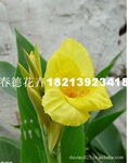 【批发供应】多色系多年生美人蕉绿化苗木