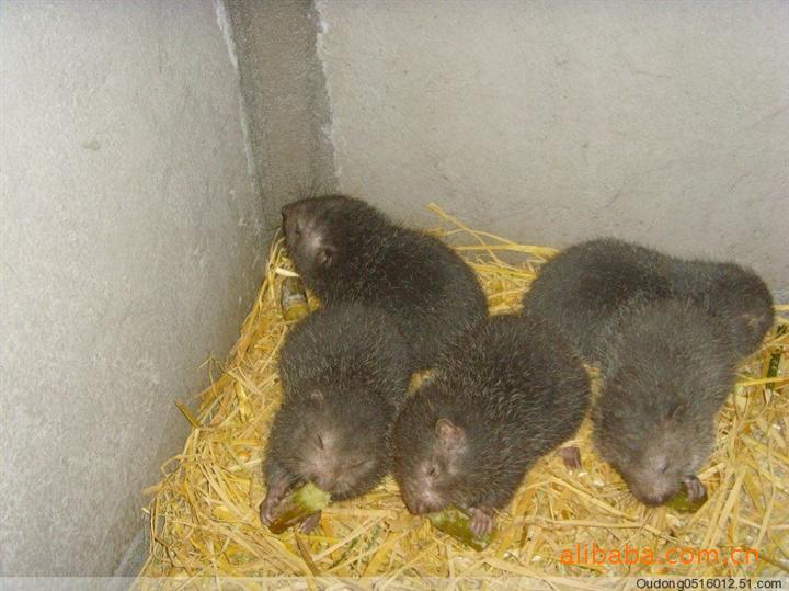 【特种养殖 供应优质竹鼠、芒鼠,种苗鼠、商品