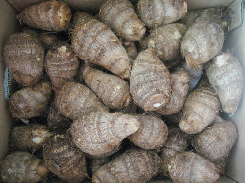 山东供优质各种规格出口级保鲜芋头、风干芋头