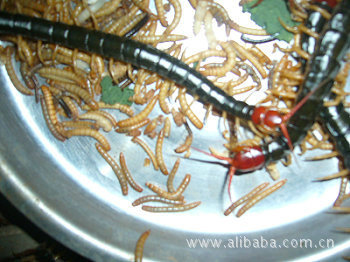 【希望之星优质蜈蚣种苗、免费蜈蚣养殖技术、