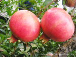 רҵ��Ӧ ˮ���״� ʯ�������״� ����ֱ��  ���붩��