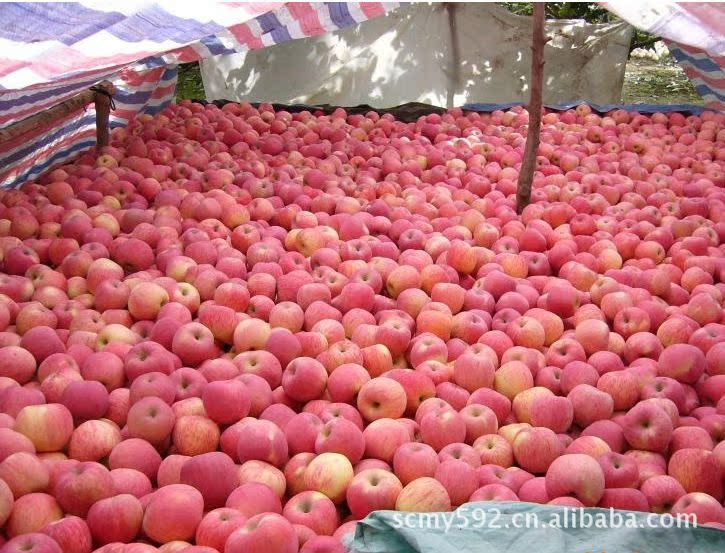 大量供应新疆冰糖心有机果品红富士苹果图片,