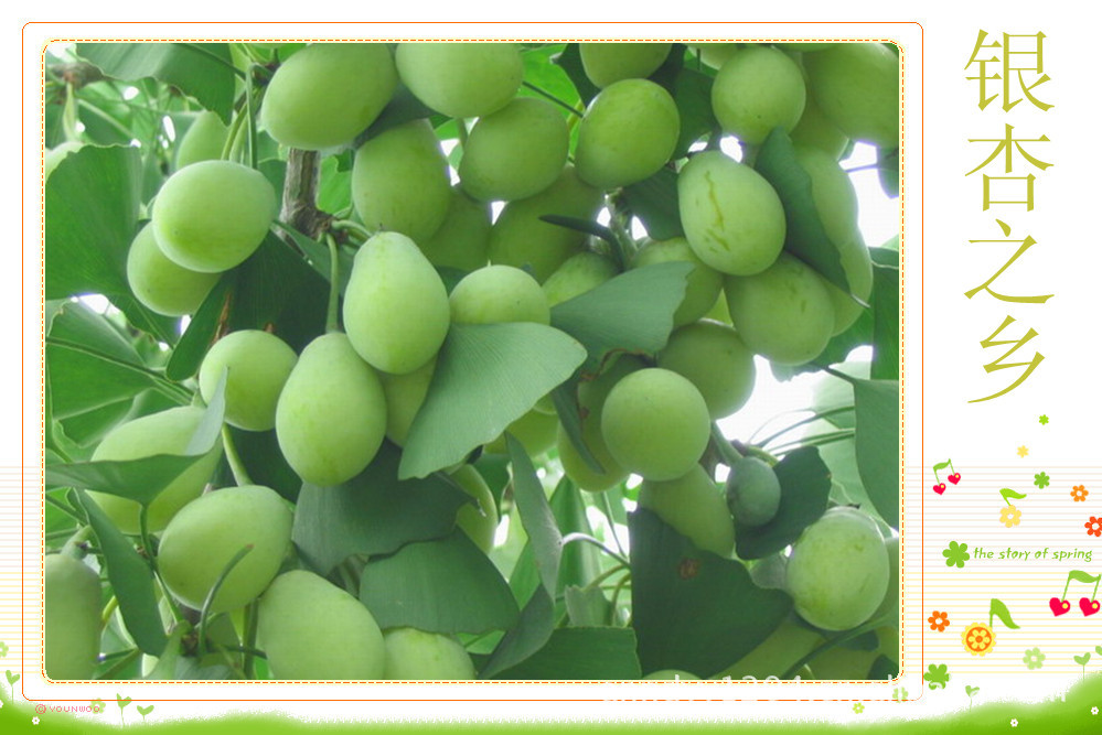 江苏泰兴银杏之乡2011新鲜供应优质 生白果图