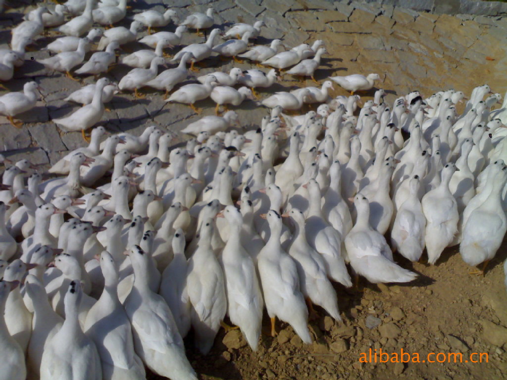 优质的正宗农家土鸡批发 肉鸡出售 肉鸭图片,优