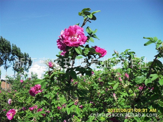 供应法国香水玫瑰花蒸馏纯露用\/腌制保鲜花朵