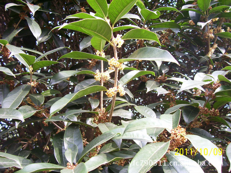 大桂花树图片_3
