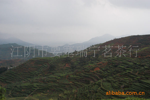 【绿茶--2011年太湖碧螺春--2011年春茶新茶碧