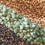 脱壳荞麦仁-烤制 供应2011年赤峰产
