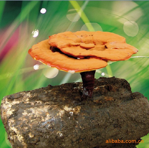 金华寿仙谷药业有限公司