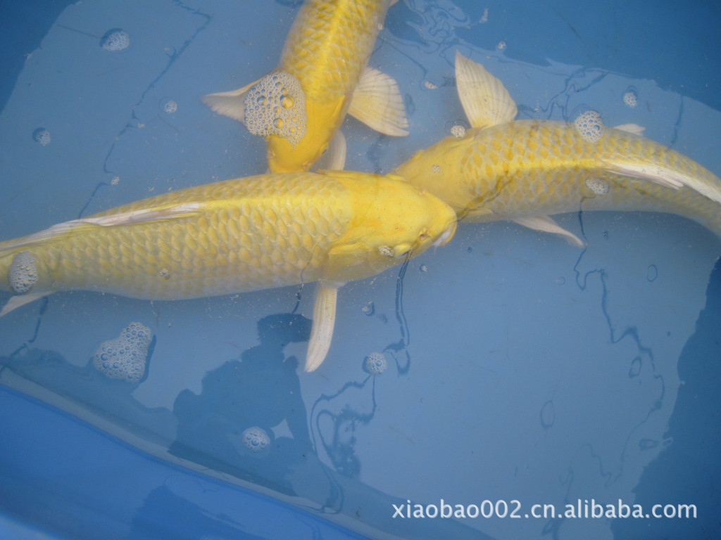 【极品黄金锦鲤】价格,厂家,图片,鱼类,张君