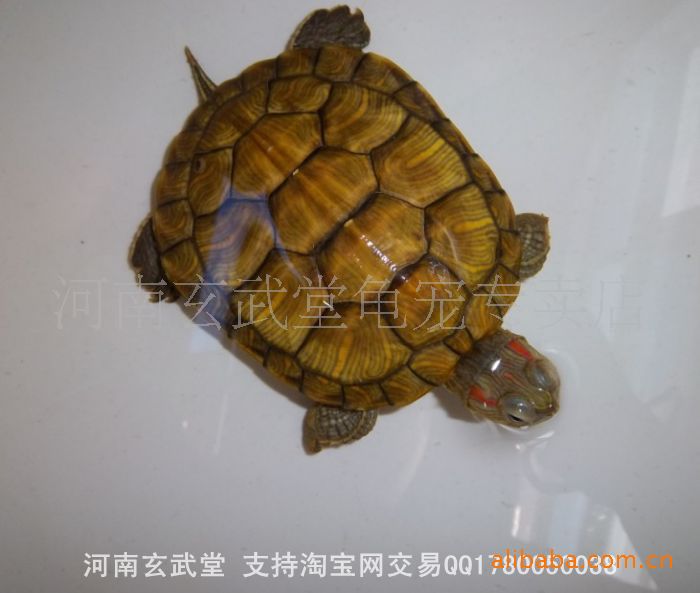 黄金巴西龟红耳龟水龟小乌龟宠物龟全国发货包