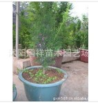 大量供应抗癌植物红豆杉小盆栽50厘米高，量大优惠