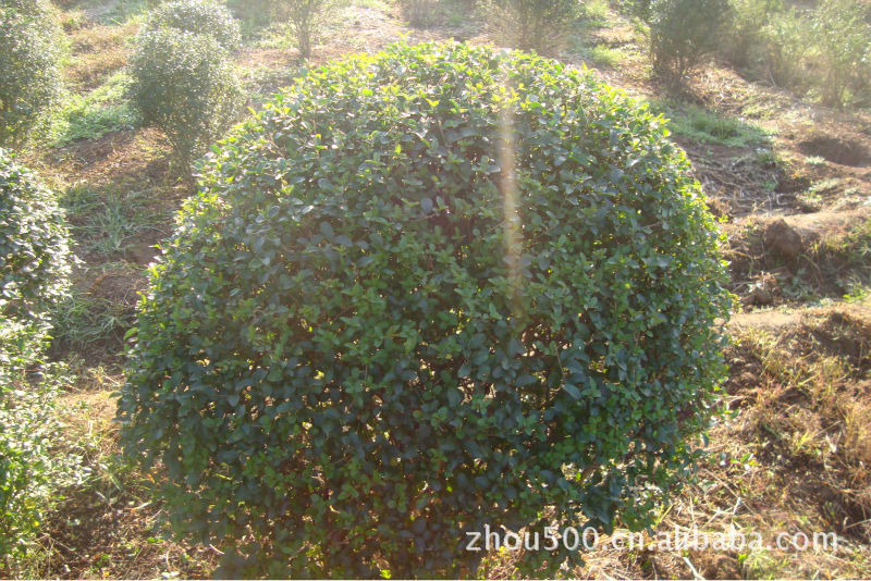 精品球类植物水蜡球,小叶女贞球,金叶女贞球,龙柏球,黄杨球
