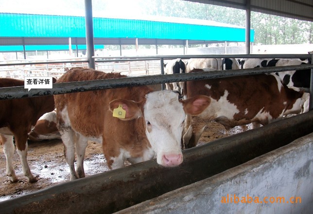 2012年肉牛价格今天市场价格肉牛养殖场效益分析养殖视频
