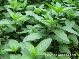 优质野生薄荷图片,优质野生薄荷图片大全,制衣厂-马可波罗网