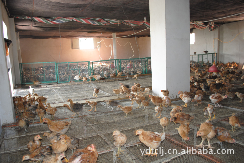 土鸡 农家喂养土鸡 宜都天赐粮鸡-鸡价格及生产