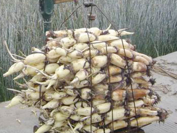 进口美国雪莲品种,原生态池塘种植,雪莲藕图片