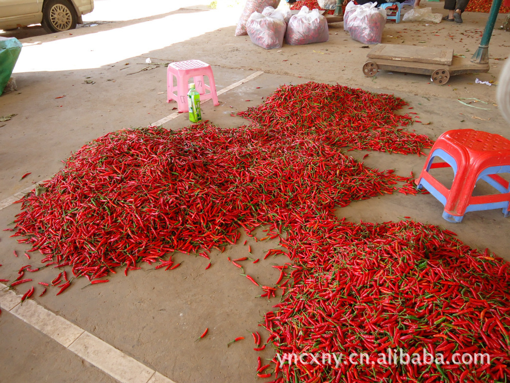 建水朝天椒图片,建水朝天椒图片大全,李建良