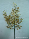 供应68cm枝头迷你指甲叶,仿真裝饰用,仿真植物