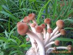 批发供应土特产茶树菇(图)
