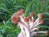 批发供应土特产茶树菇(图)