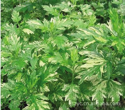 【批量供应中药材艾叶 新艾叶 量大从优】