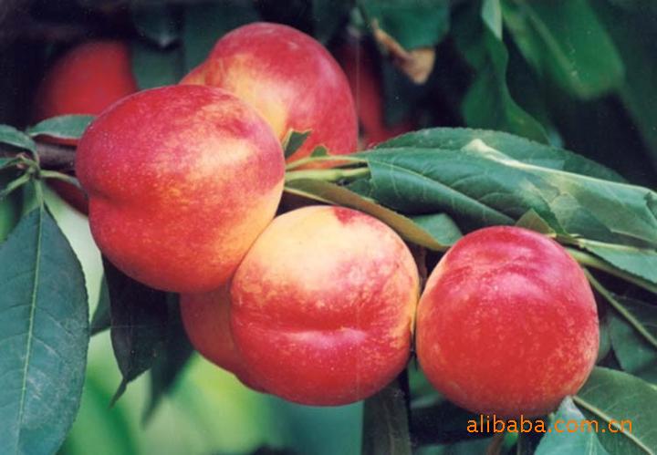 【丽春桃,油桃,大荔水果,大荔油桃,陕西油桃,陕