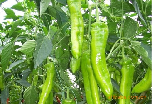 各种有机蔬菜,瓜果类、根茎类,放心安全图片,各