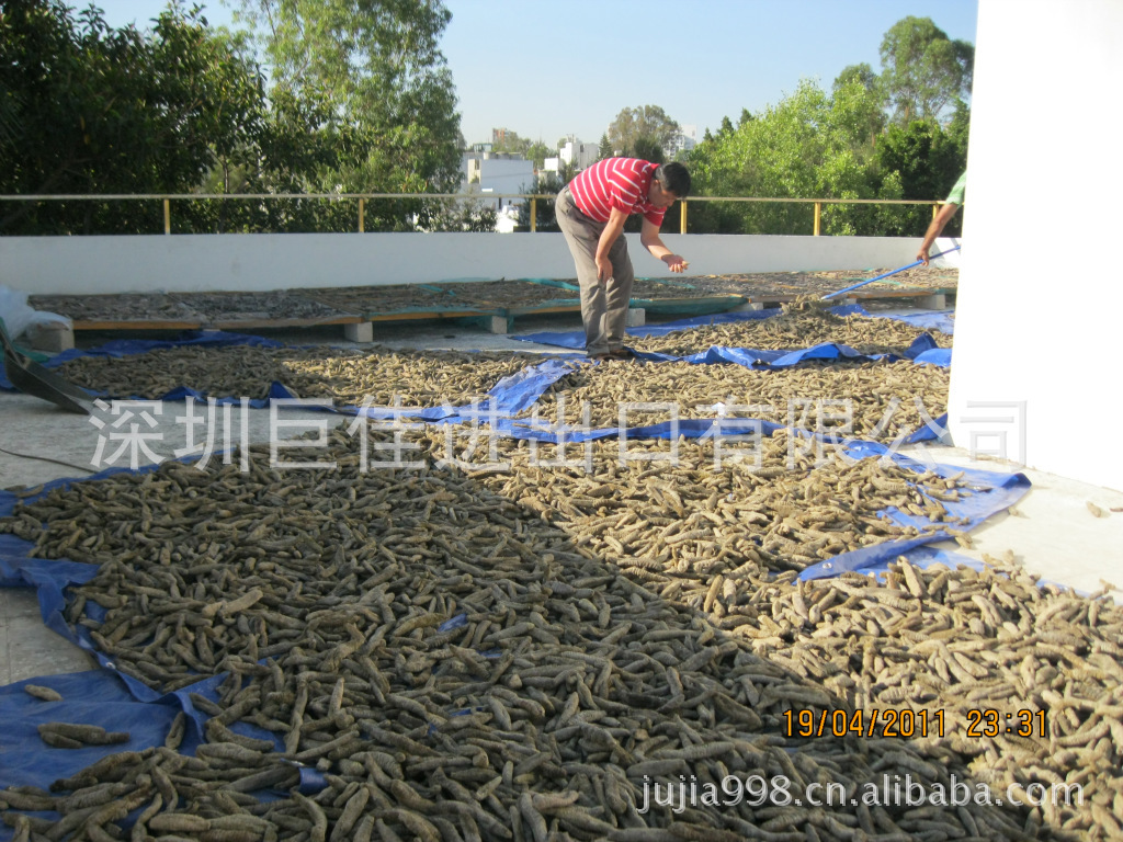 进口南美墨西哥两头尖参沙参腰参足参肉参北极