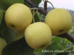 ����ֱ�������������