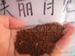 供应各种苗木绿化苗木种子、花卉种子、林木种子、各种草坪种子