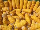 优质黄玉米/东北胶质玉米/饲料专用玉米