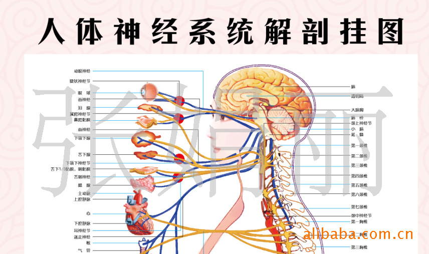 脊柱神经对应脏器,全身神经分布,大脑神经人体神经系统解剖挂图