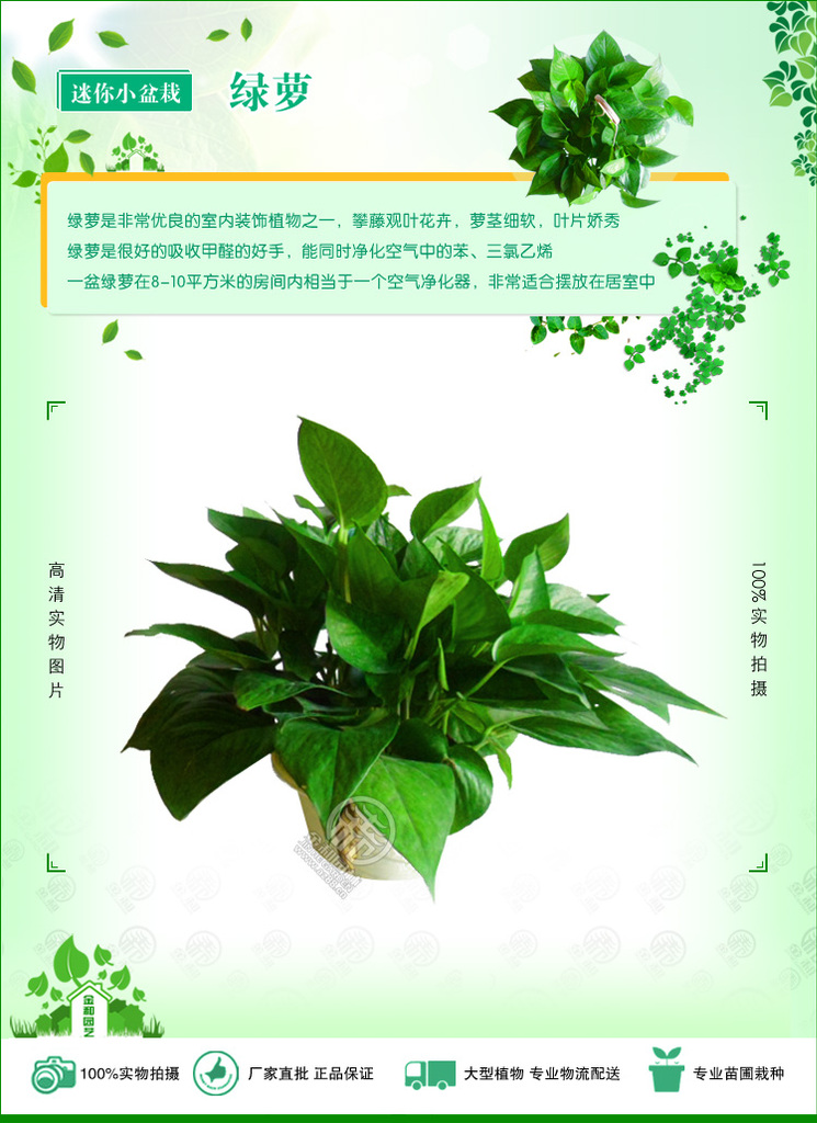 供应批发防辐射 净化空气 吸甲醛绿植 绿萝 盆栽花卉植物 家庭必备