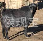 黑山羊出售小黑山羊苗·種黑山羊·肉黑山羊·畜牧養殖好項目