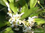 上海香汇_天然植物纯露,橙花纯露