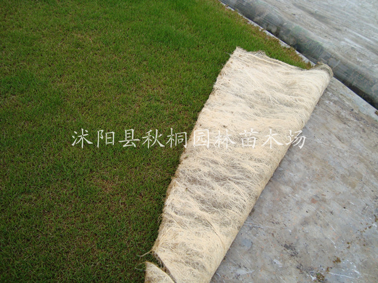 道路绿化园林绿化用草矮生百慕大草坪可与黑麦