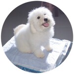 厂家供应一次性价低质优的宠物尿垫