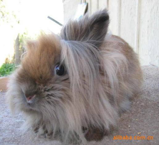【正规的宠物兔养殖场 公羊兔 花巨兔 垂耳兔 安