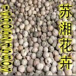 园林种子 灯台树种子 女儿木种子 瑞木种子 当年新花种子