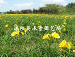 【水景园艺诚销】大量供应黄色金娃娃萱草（超低价格 还等什么） 